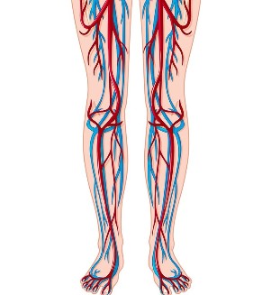 Ang lokasyon ng mga ugat at arterya sa mga binti