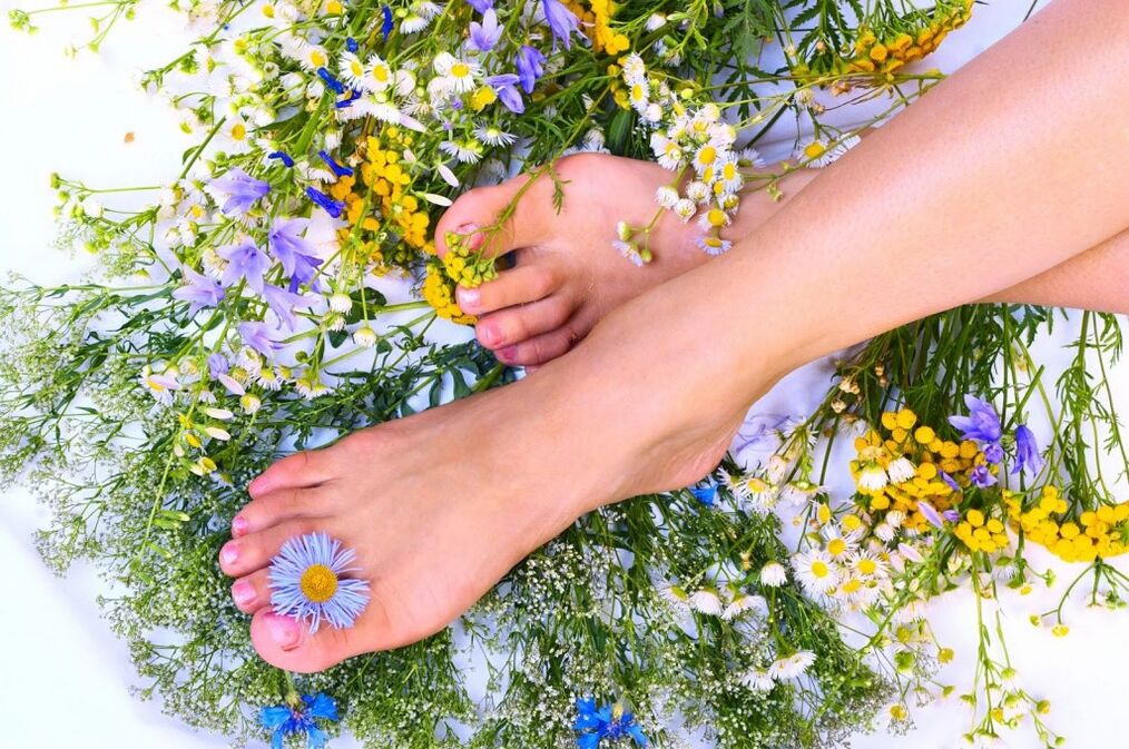 Mga halamang gamot mula sa mga varicose veins