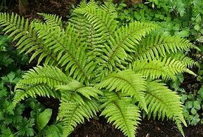 compresses para sa paggamot ng mga varicose veins